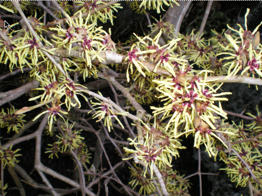 hamamelis